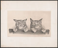 Two Sleeping Cats by Thomas Hunter - 1874