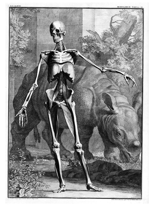 Squelette musclé de face avec rhinocéros - 1747