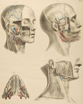 Surgical-Anatomical Tables by Anton Nuhn - 1846