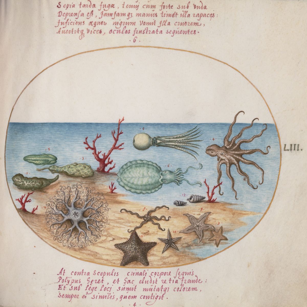 Animalia Aqvatilia et Cochiliata (Aqva) by Joris Hoefnagel  c.1575-1580