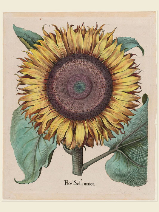 Basilius Besler - Large Sunflower (Flos Solis Maior), plate 1 from part 5, Basilius Besler, Hortus Eystettensis, 1713 edition - Biodiversity Heritage Library.