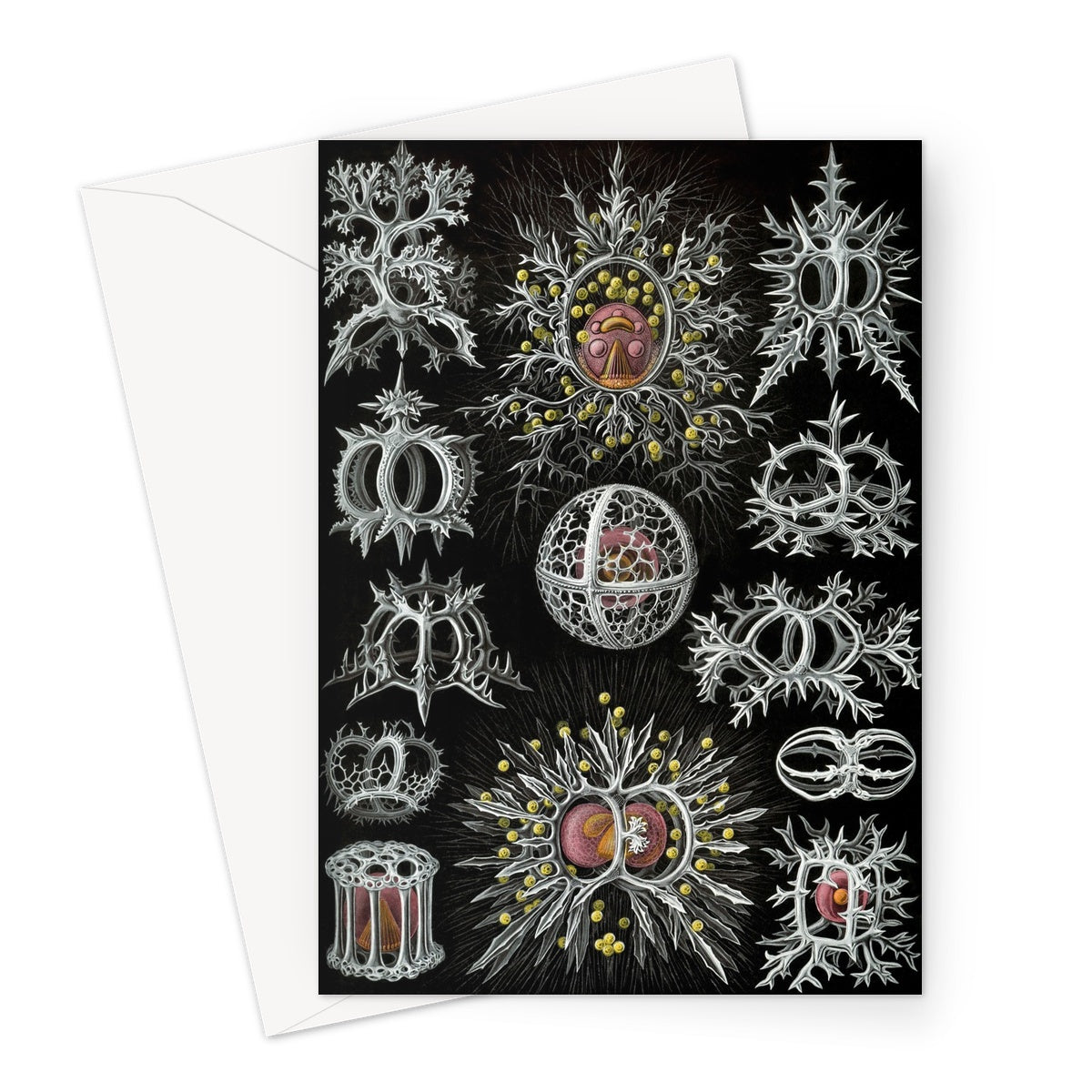 Stephoidea by Ernst Haeckel, 1904 - Greeting Card
