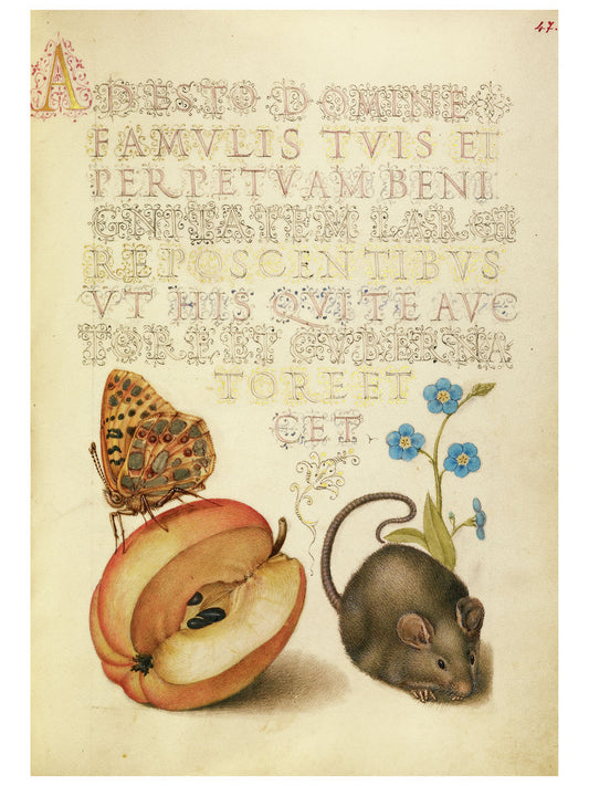 Reine d'Espagne Fritillary, Apple, Mouse, and Creeping Forget-Me-Not par Joris Hoefnagel - 1561