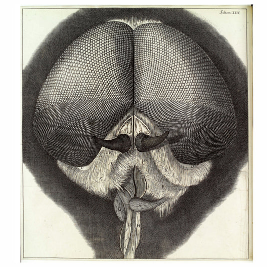 Cabeza y ojos de un drone-fly de Robert Hooke - 1665 
