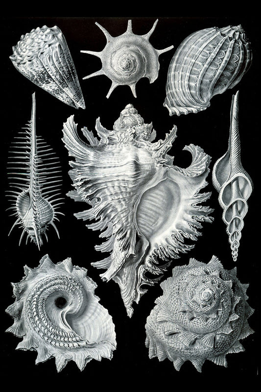 Prosobranquia de Ernst Haeckel - 1904