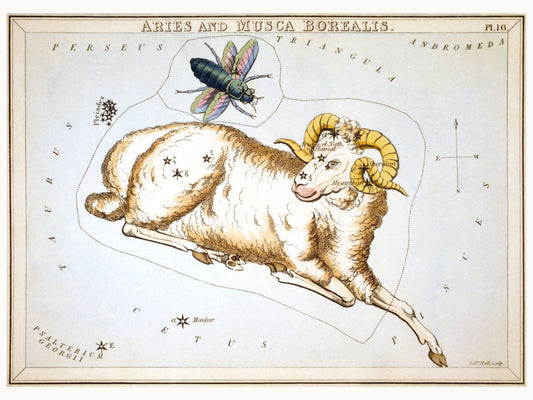 Espejo de Urania, “Aries y Musca Borealis” de Sidney Hall - 1825