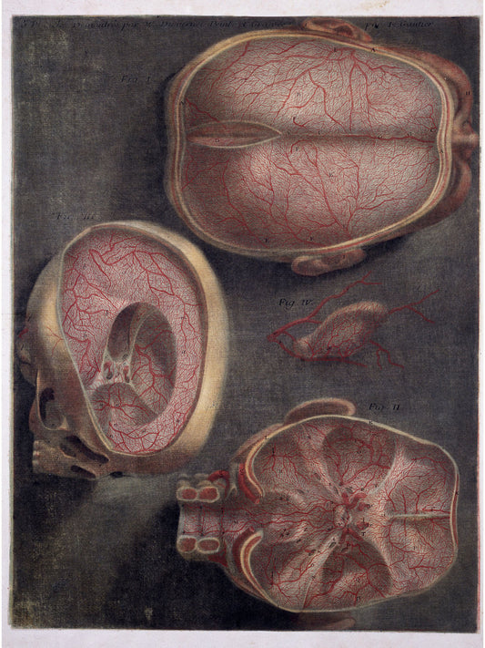 Disección del cerebro mostrando vasos sanguíneos por Gautier D'Agoty - c. 1748 