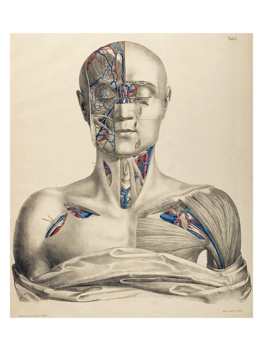 Surgical-Anatomical Tables by Anton Nuhn - 1846