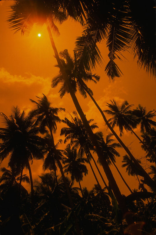 Malaysia Palm Trees by Gerry Cranham - February 1980 