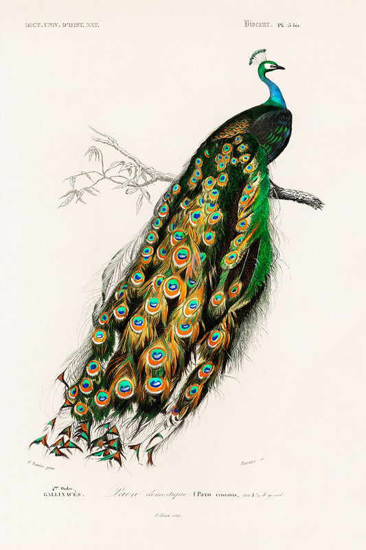 Indian peafowl (Pavo Cristatus) illustrated by Charles Dessalines D' Orbigny - c.1870