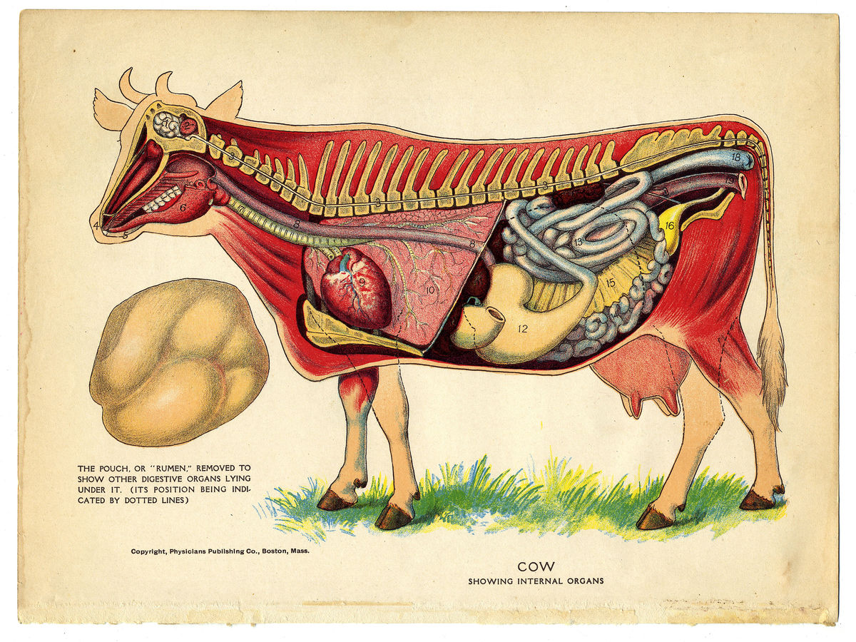 Interior of a Cow from The Household Physician - 1905