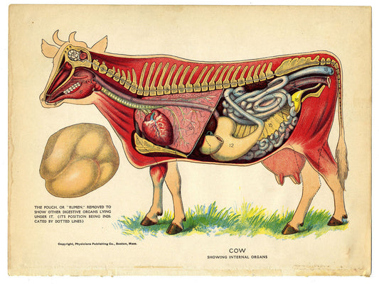 Intérieur d'une vache de The Household Physician - 1905 