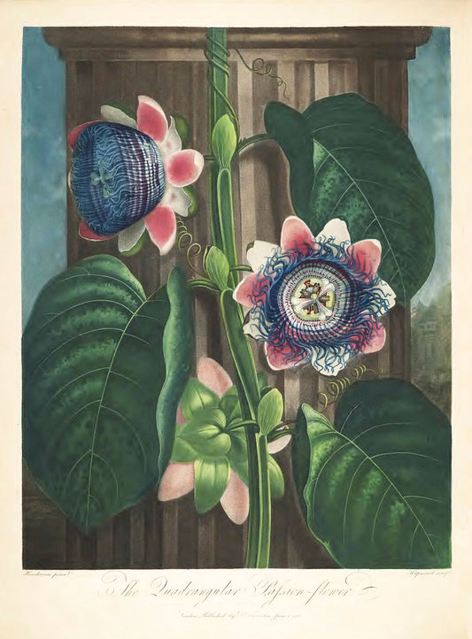 The Quadrangular Passion-Flower by Robert John Thornton, 1807
