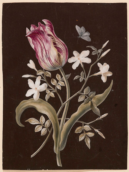 Tulip and Jasmine by Barbara Regina Dietzsch - c.1750