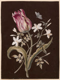 Tulip and Jasmine by Barbara Regina Dietzsch - c.1750