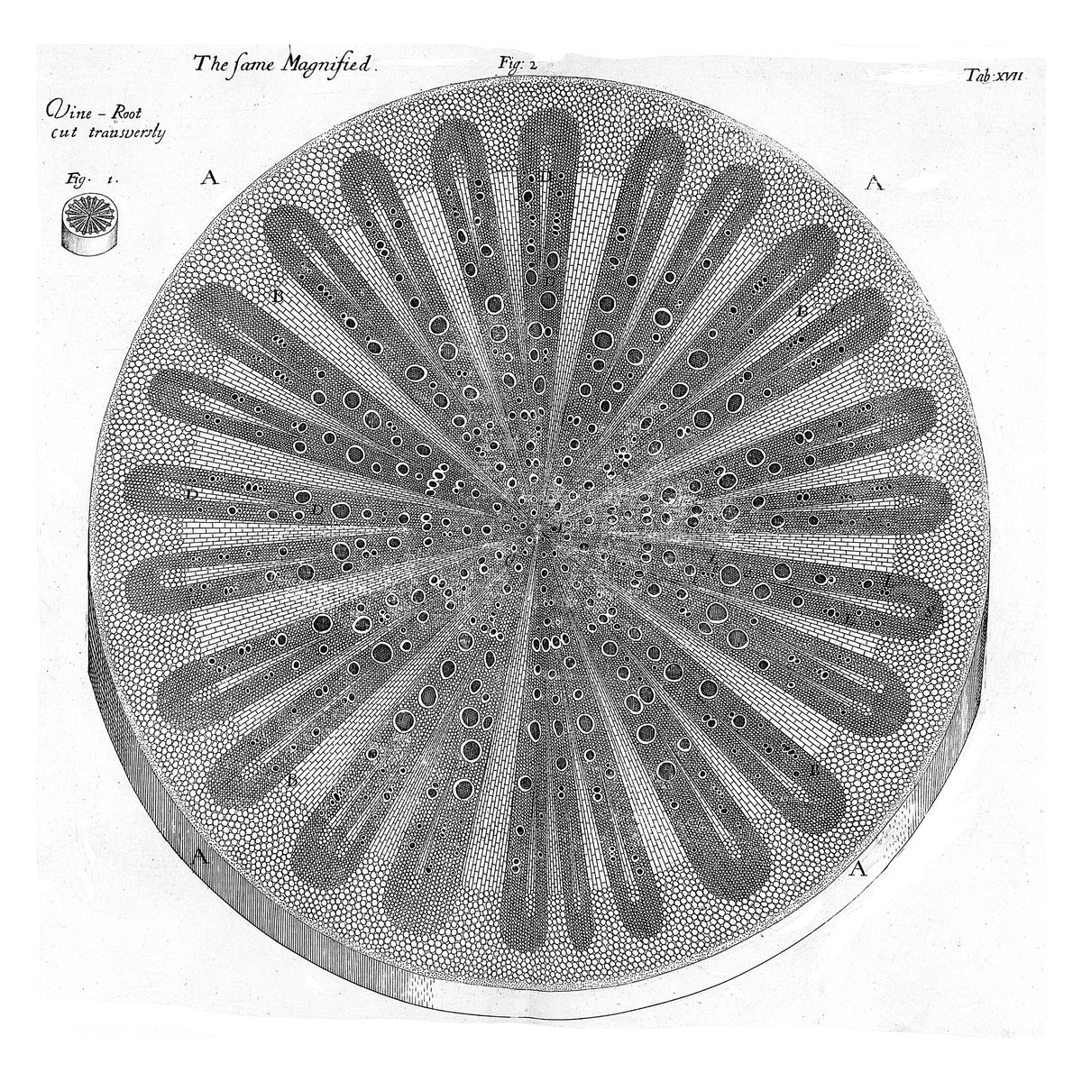 The Vine Root Cut Transversally by Nehemiah Grew - 1682
