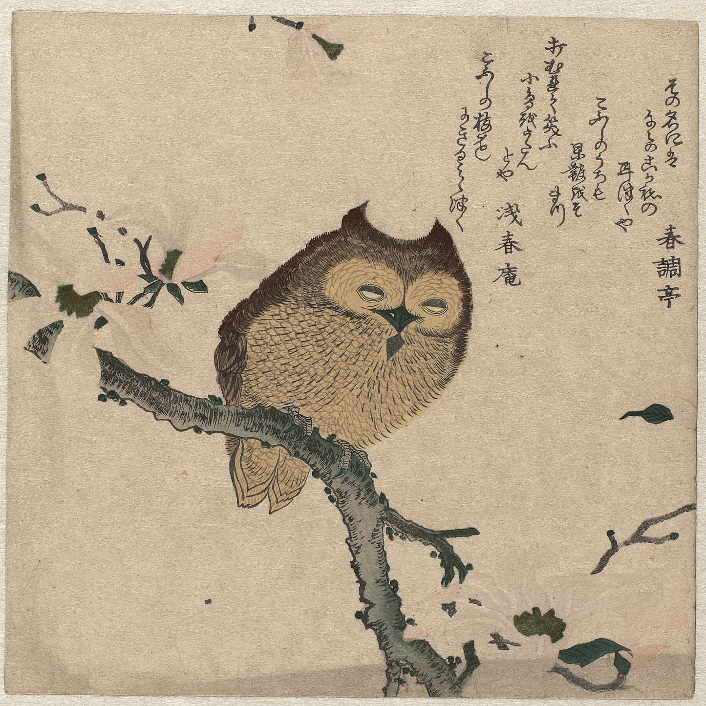 Owl on a Magnolia Branch, Kubota Shunman, c. 1890 - c. 1900
