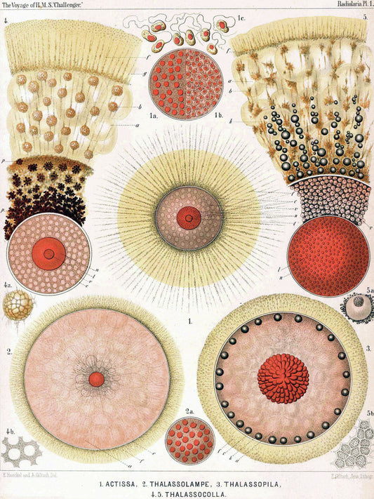 Radiolaria por Ernst Haeckel - 1873-1876