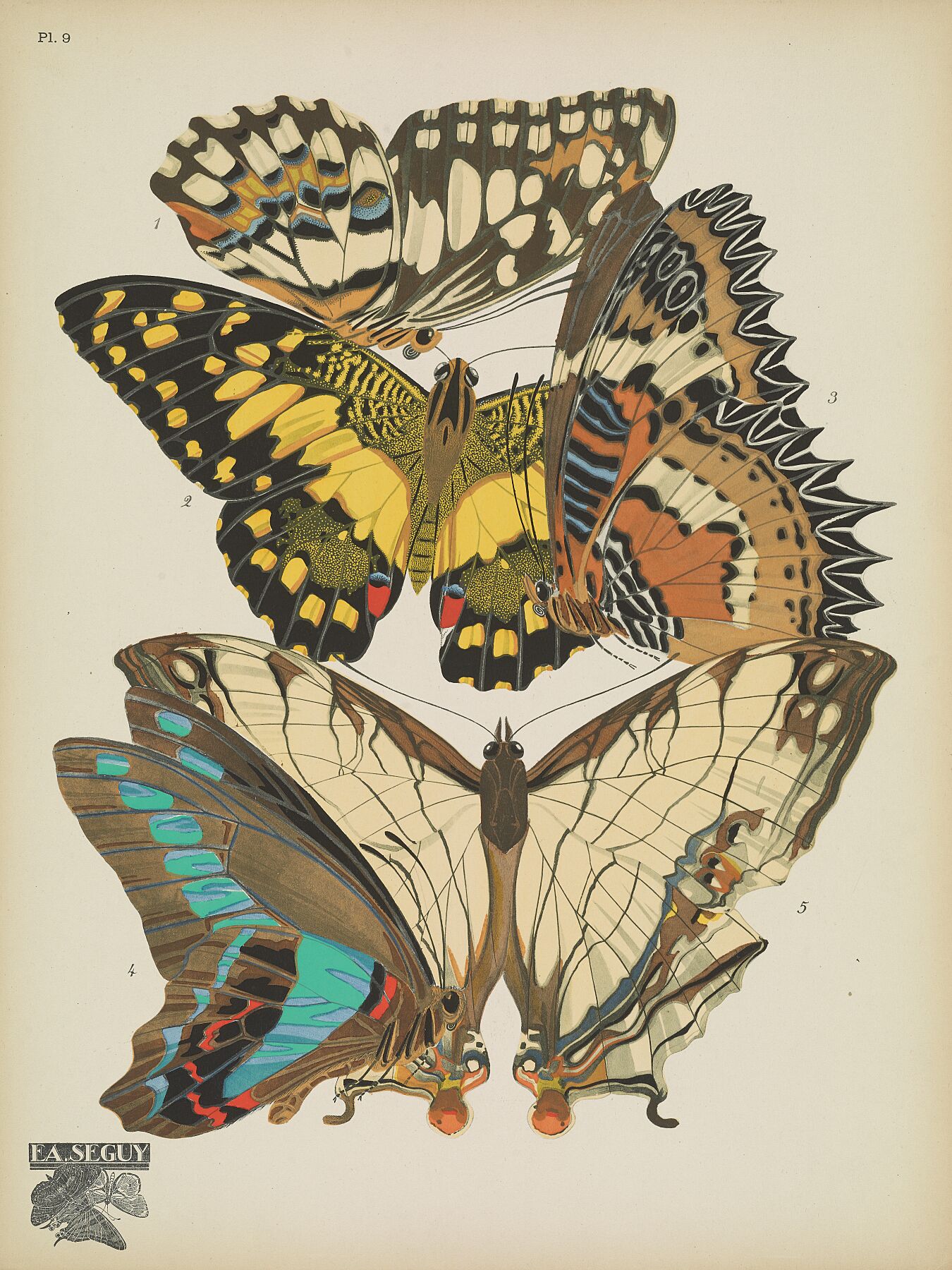 Papillons (planche 9) d'Emile-Allain Séguy - 1925 