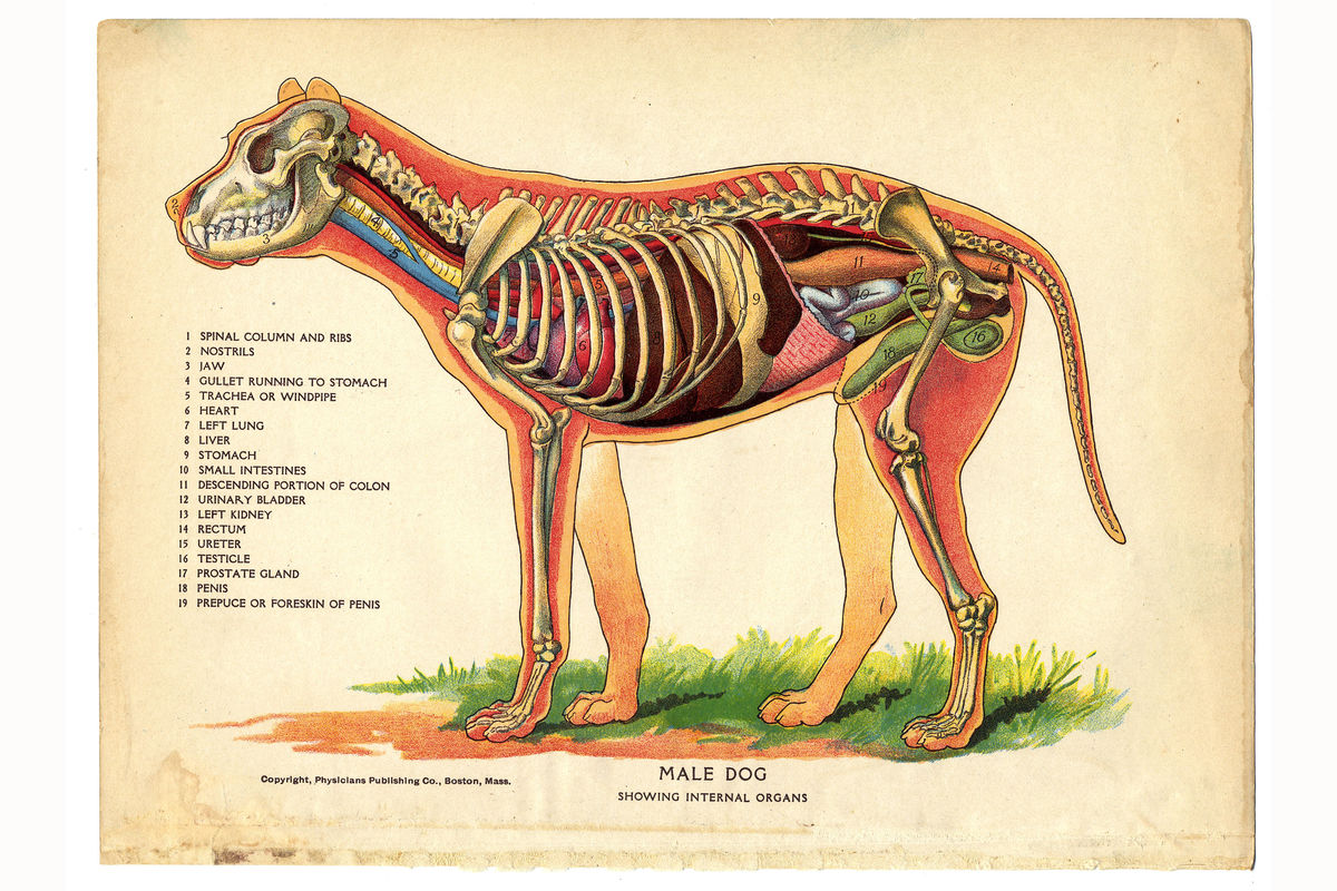 Interior of a dog from The Household Physician - 1905