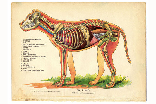 Intérieur d'un chien de The Household Physician - 1905 