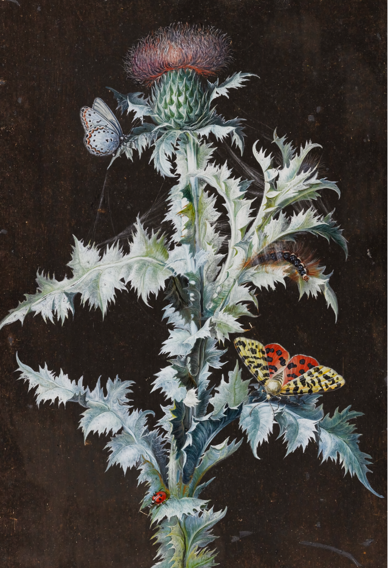A Thistle and a Butterfly by Barbara Regina Dietzsch, c.1750 - Postcard