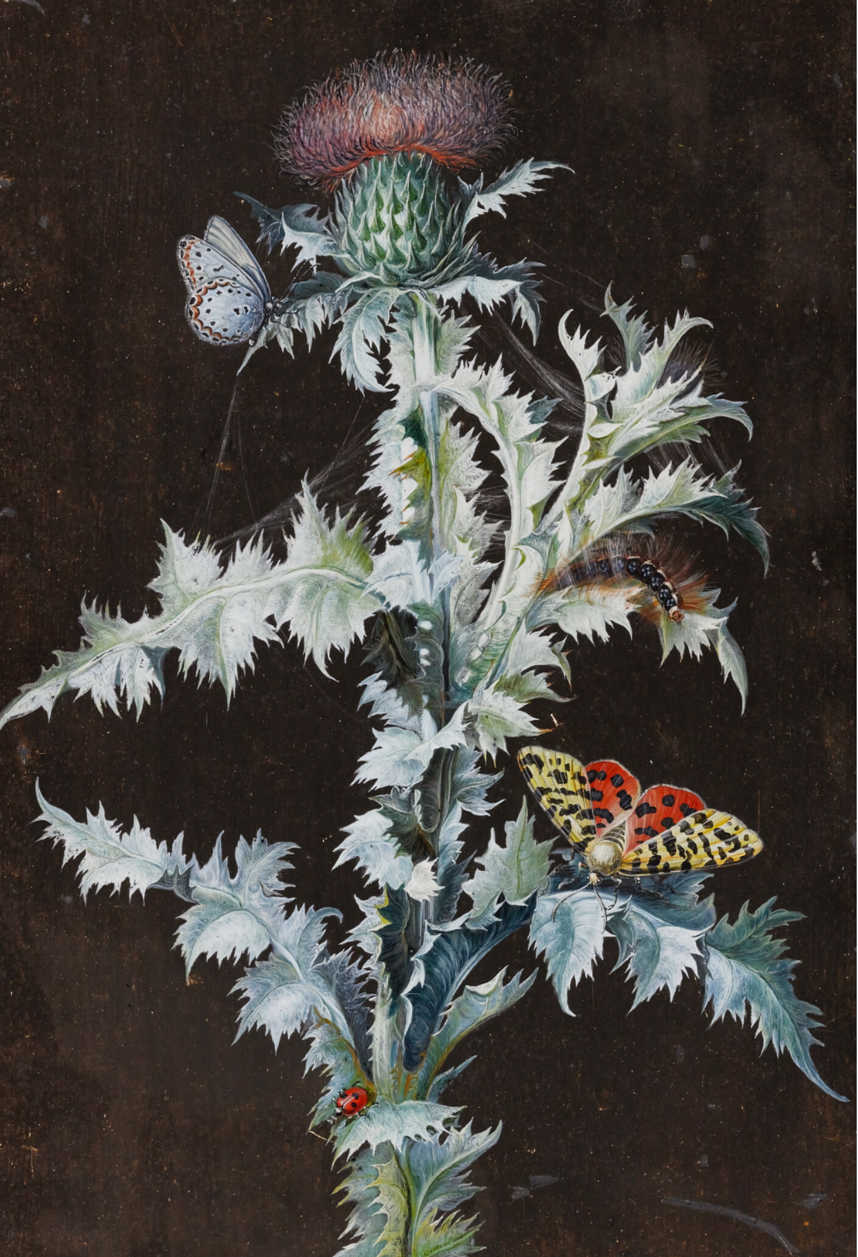 Un cardo y una mariposa de Barbara Regina Dietzsch, c.1750 - Postal