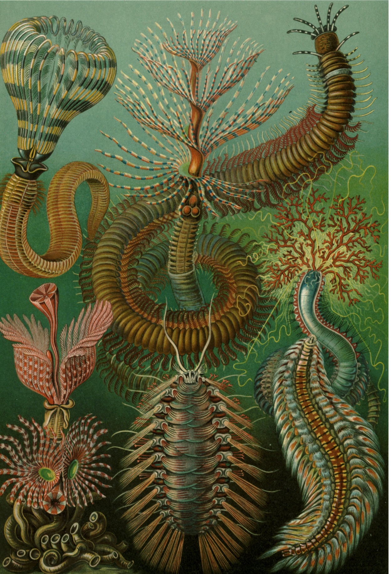 Chaetopoda (Anélidos) de Kunstformen der Natur (Formas de arte de la naturaleza) de Ernst Haeckel, 1904 - Postal