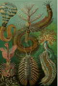 Chaetopoda (Annélides) de Ernst Haeckel's Kunstformen der Natur (Formes d'art de la nature), 1904 - Carte postale