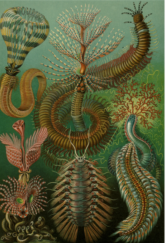 Chaetopoda (Annélides) de Ernst Haeckel's Kunstformen der Natur (Formes d'art de la nature), 1904 - Carte postale