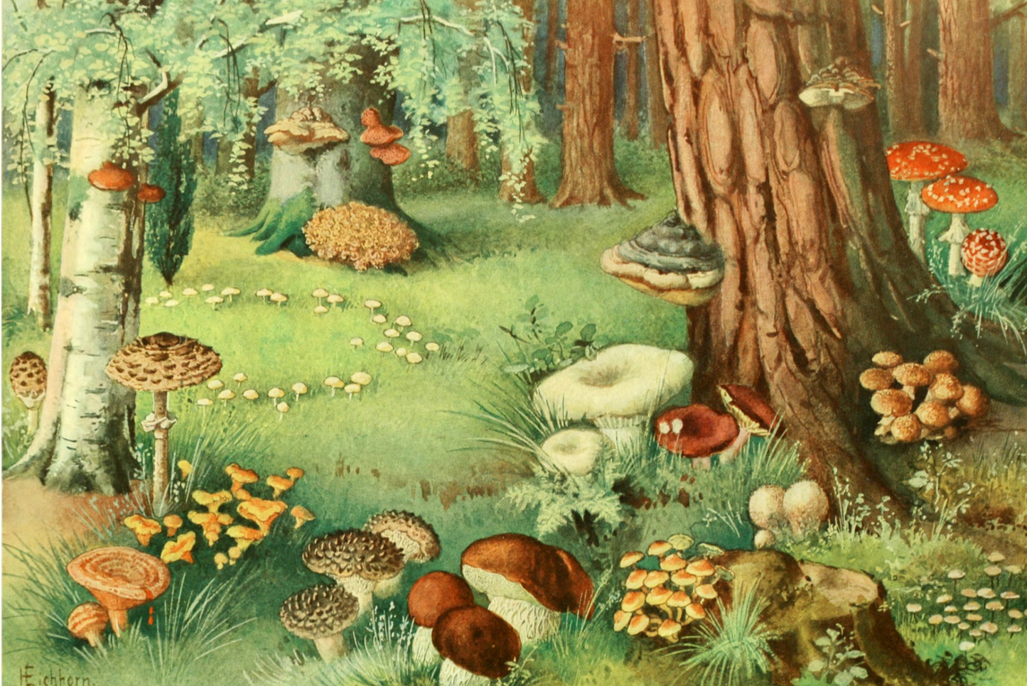 Die Pflanzenwelt (the Plant World), Funghi by Otto Warburg, 1913-1922 - Postcard Media 3 of 4