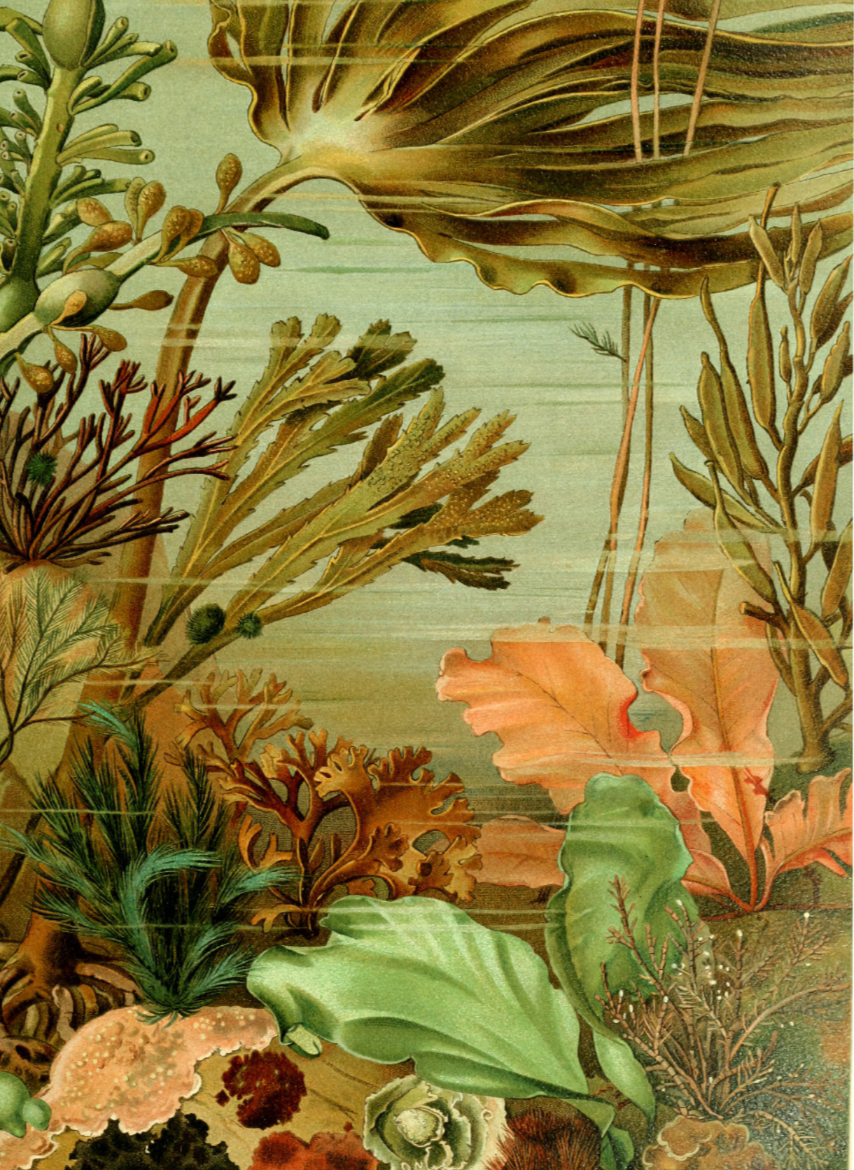 Die Pflanzenwelt (the Plant World), Seaweed by Otto Warburg, 1913-1922 - Postcard