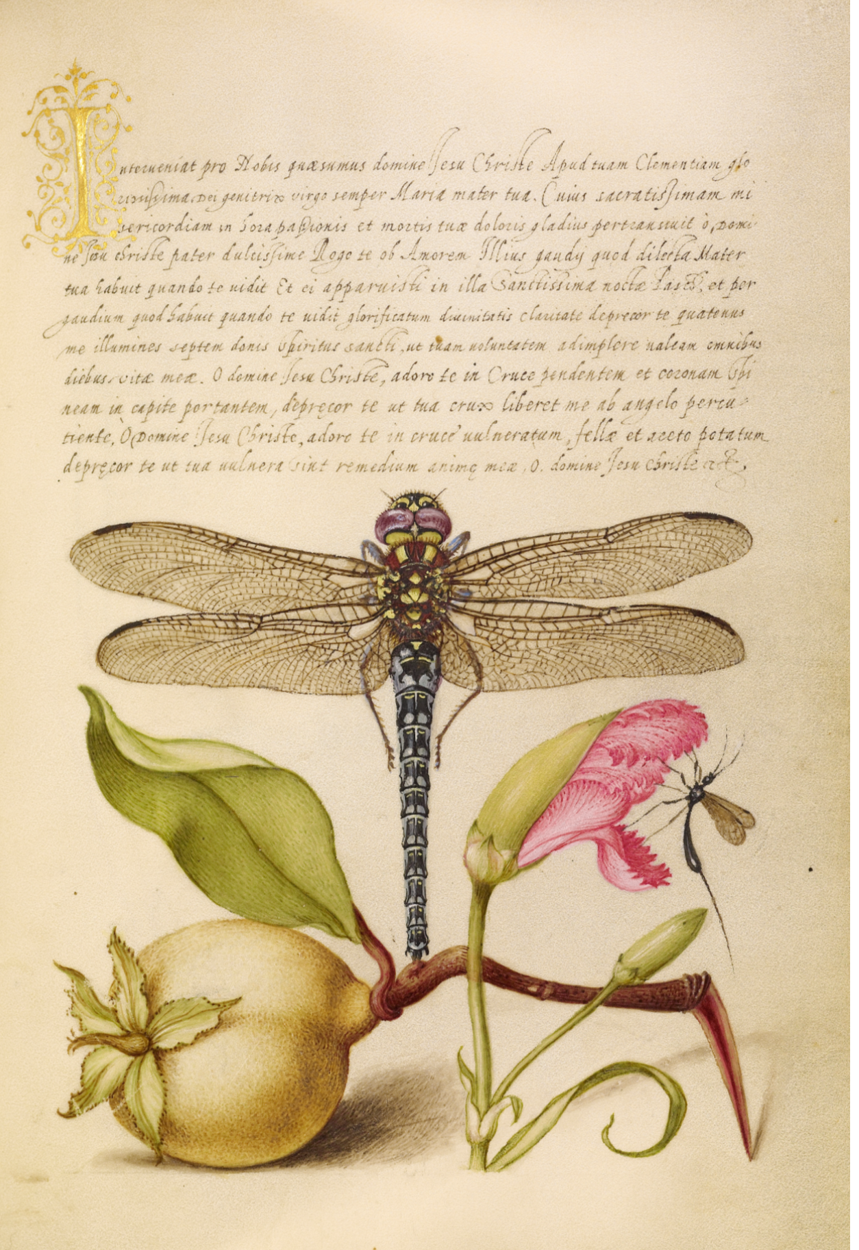 Dragonfly, Pear, Carnation, and Insect - Joris Hoefnagel & Georg Bocskay , plate from Mira calligraphiae monumenta , 1561-62 - Postcard
