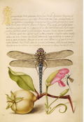 Dragonfly, Pear, Carnation, and Insect - Joris Hoefnagel & Georg Bocskay , plate from Mira calligraphiae monumenta , 1561-62 - Postcard