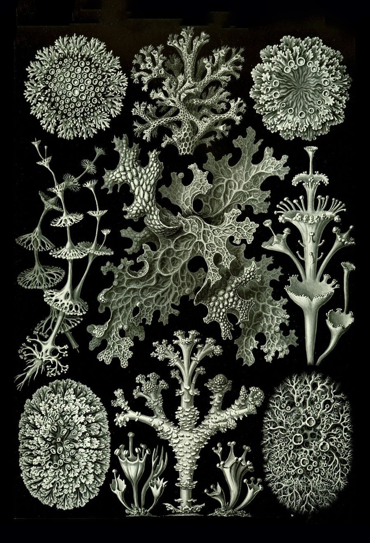Lichen from Ernst Haeckel's Kunstformen der Natur, 1904 - Postcard