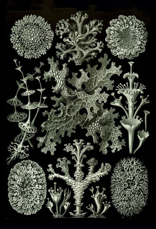 Liquen de Kunstformen der Natur de Ernst Haeckel, 1904 - Postal
