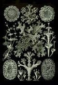 Lichen from Ernst Haeckel's Kunstformen der Natur, 1904 - Postcard