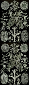 Lichen de Ernst Haeckel's Kunstformen der Natur (formes d'art de la nature) de 1904 - Papier d'emballage