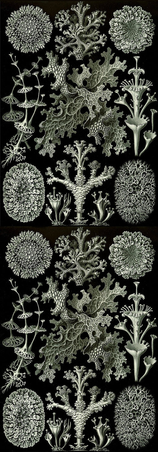 Lichen de Ernst Haeckel's Kunstformen der Natur (formes d'art de la nature) de 1904 - Papier d'emballage
