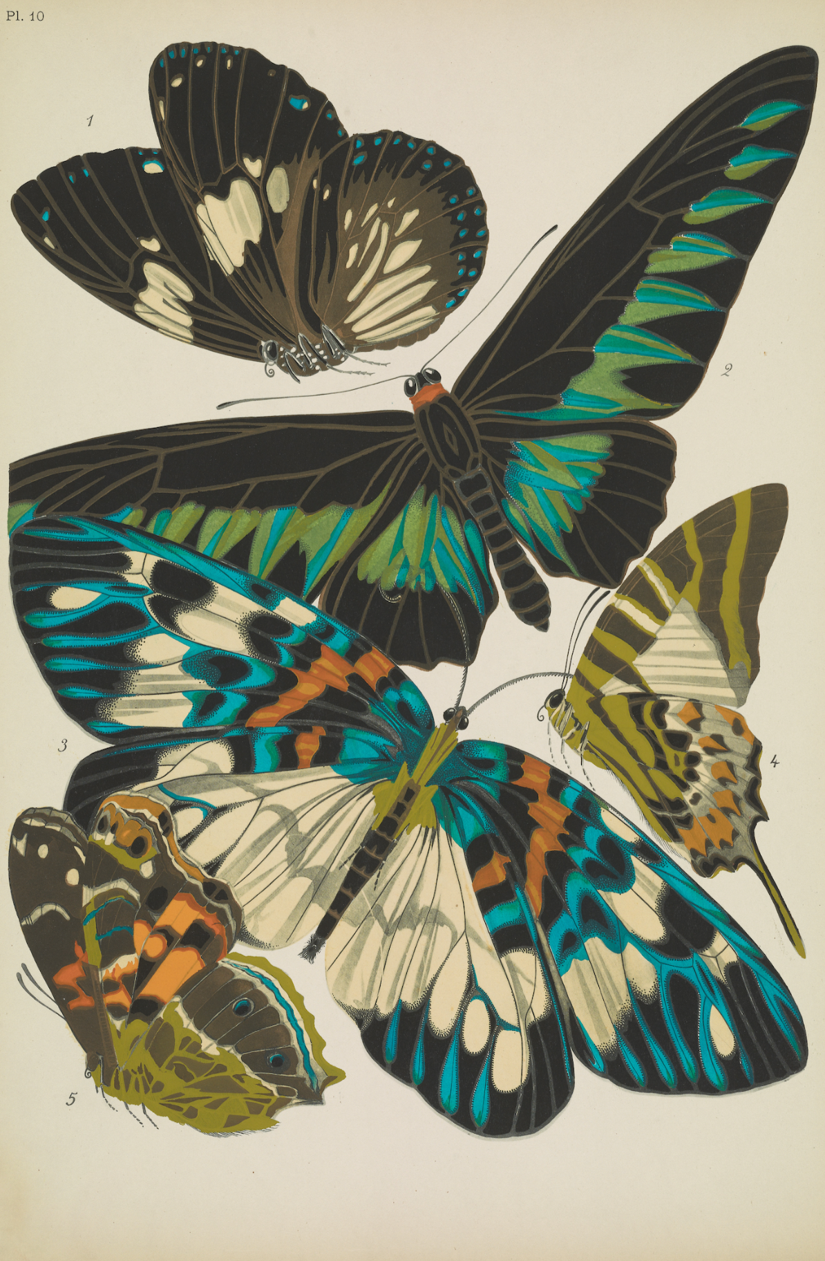 Papillons (planche 10) d'Emile-Allain Séguy, 1925 - Carte postale