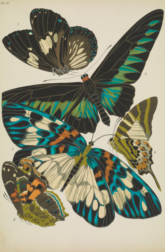 Papillons (lámina 10) de Emile-Allain Séguy, 1925 - Postal