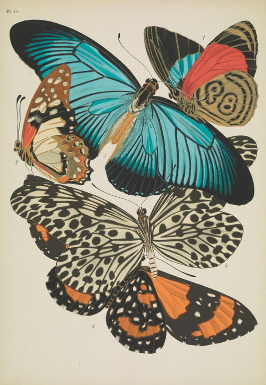 Papillons (lámina 11) de Emile-Allain Séguy, 1925 - Postal