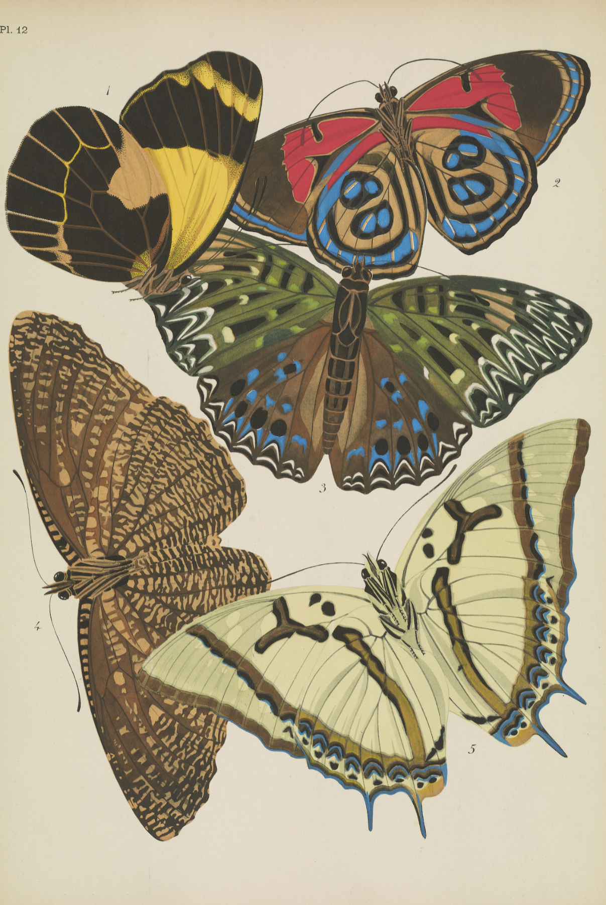 Papillons (planche 12) d'Emile-Allain Séguy, 1925 - Carte postale