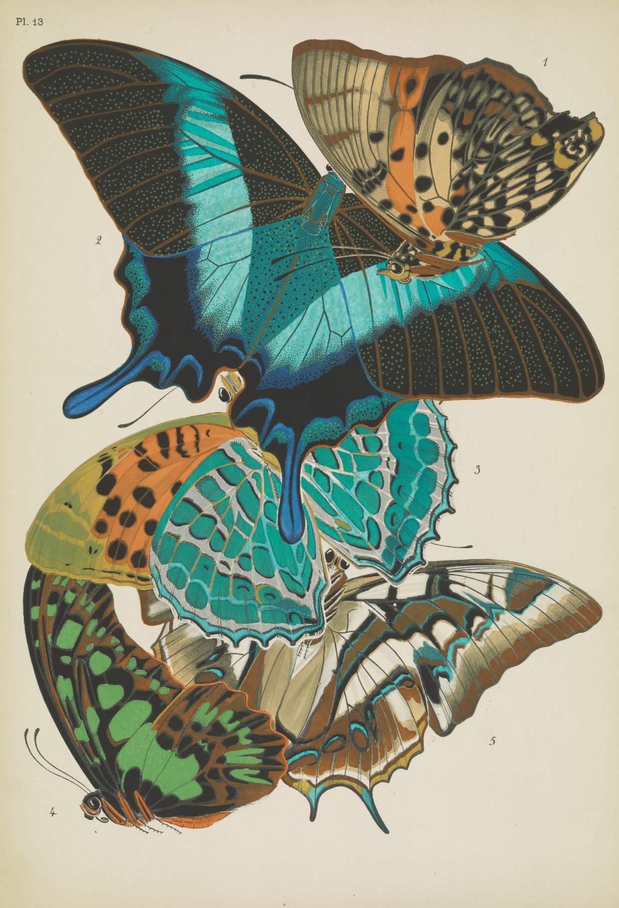 Papillons (lámina 13) de Emile-Allain Séguy, 1925 - Postal