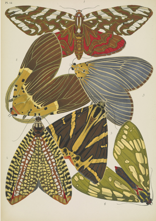 Papillons (lámina 14) de Emile-Allain Séguy, 1925 - Postal