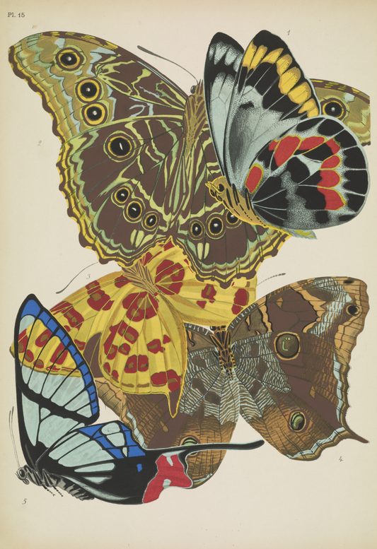 Papillons (lámina 15) de Emile-Allain Séguy, 1925 - Postal
