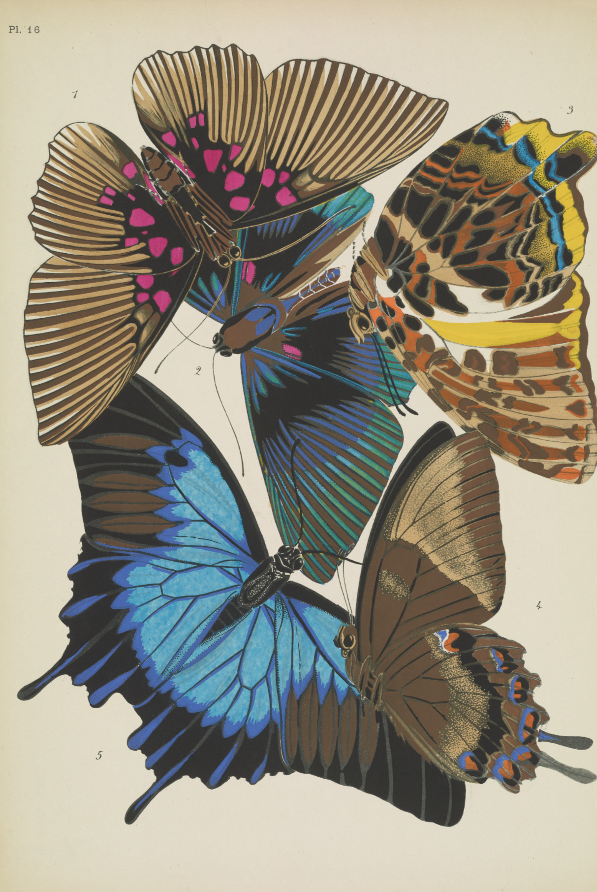 Papillons (plate 16) by Emile-Allain Séguy, 1925 - Postcard