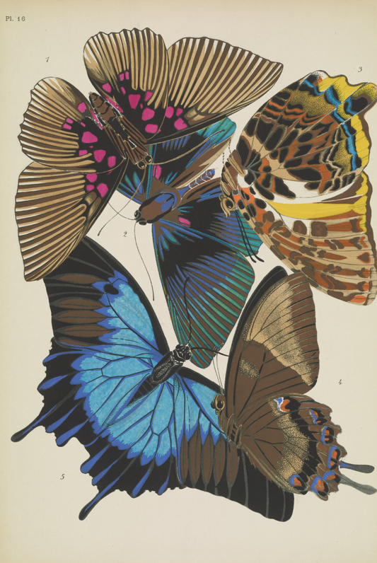 Papillons (lámina 16) de Emile-Allain Séguy, 1925 - Postal