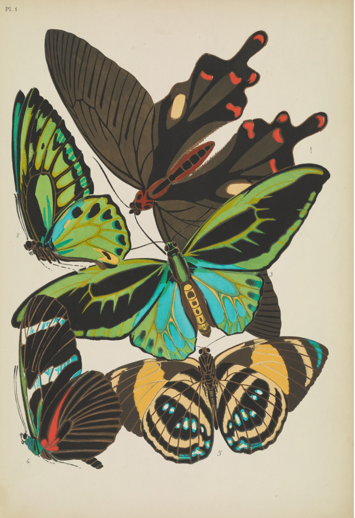 Papillons (lámina 1) de Emile-Allain Séguy, 1925 - Postal