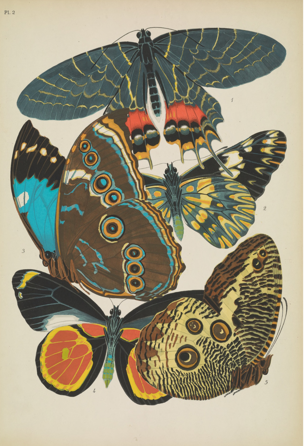 Papillons (planche 2) d'Emile-Allain Séguy, 1925 - Carte postale